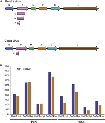 Distinct Cell Transcriptomic Landscapes Upon Henipavirus Infections